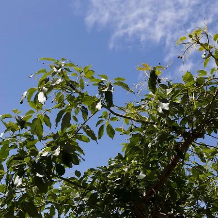 Rochinha Cozy Фуншал