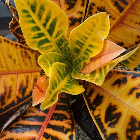 Rochinha Cozy 丰沙尔