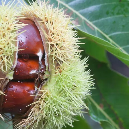 Maison d'hôtes Rochinha Cozy