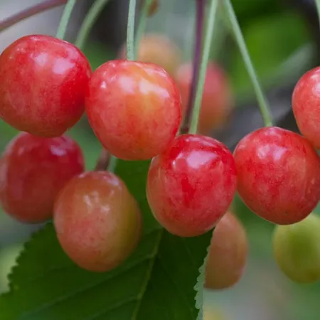 Maison d'hôtes Rochinha Cozy Funchal (Madeira)