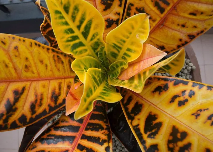 Rochinha Cozy Funchal (Madeira)