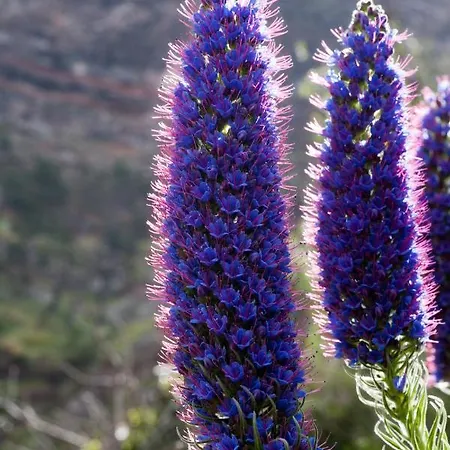 Rochinha Cozy בית הארחה